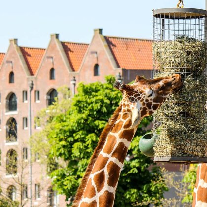 Giraffes in Artis Zoo