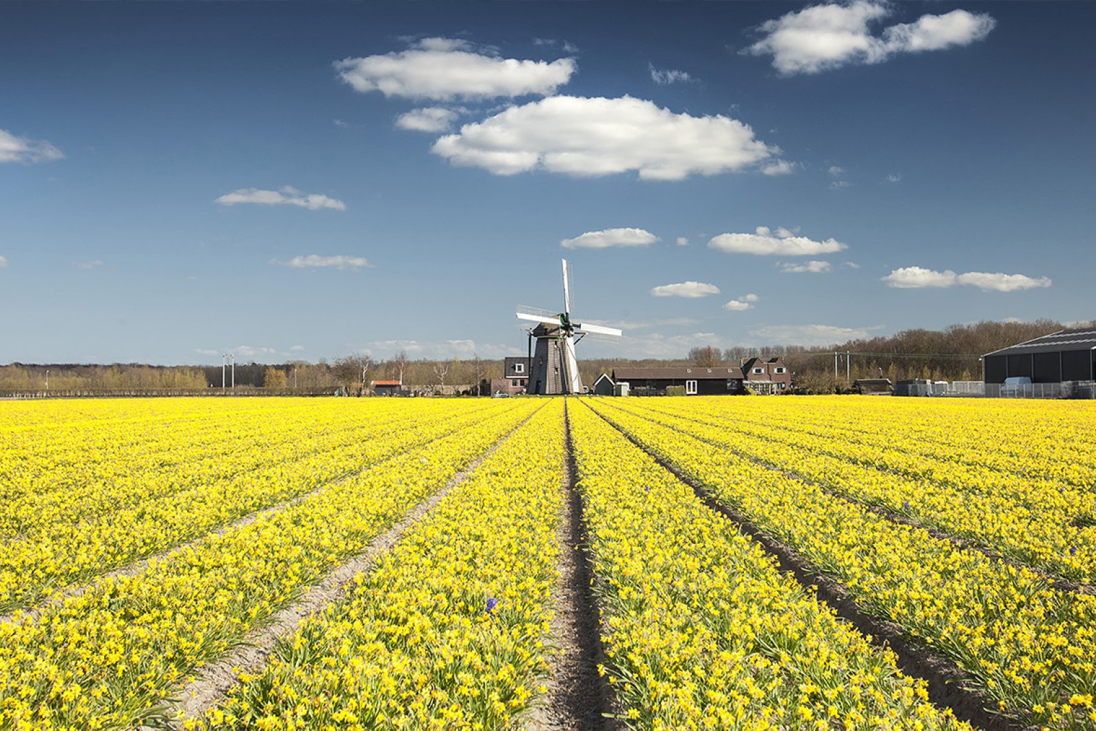 Yellow flower field with windmill near Noordwijkerhout
