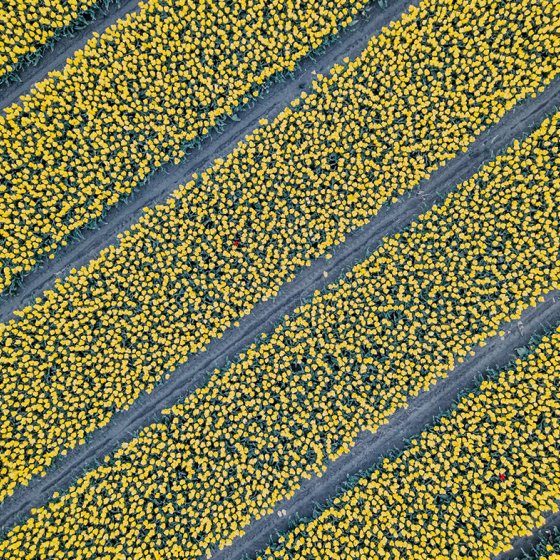 Yellow tulip field bird view Zeeland &copy; Marit Gijsberts via Unsplash