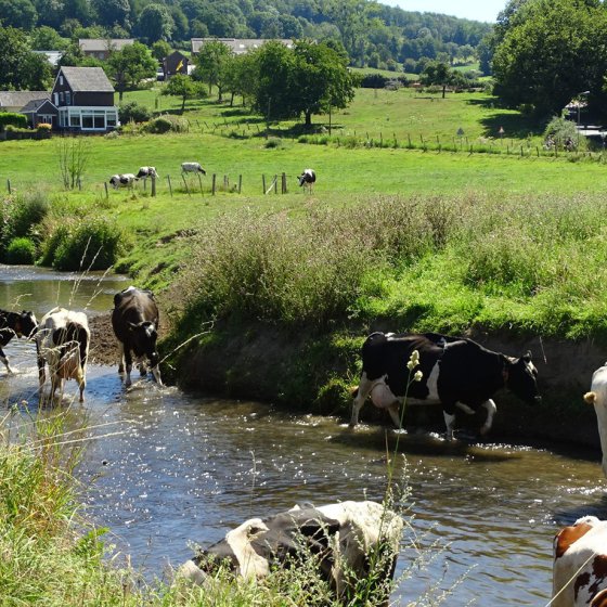 Cows in greek