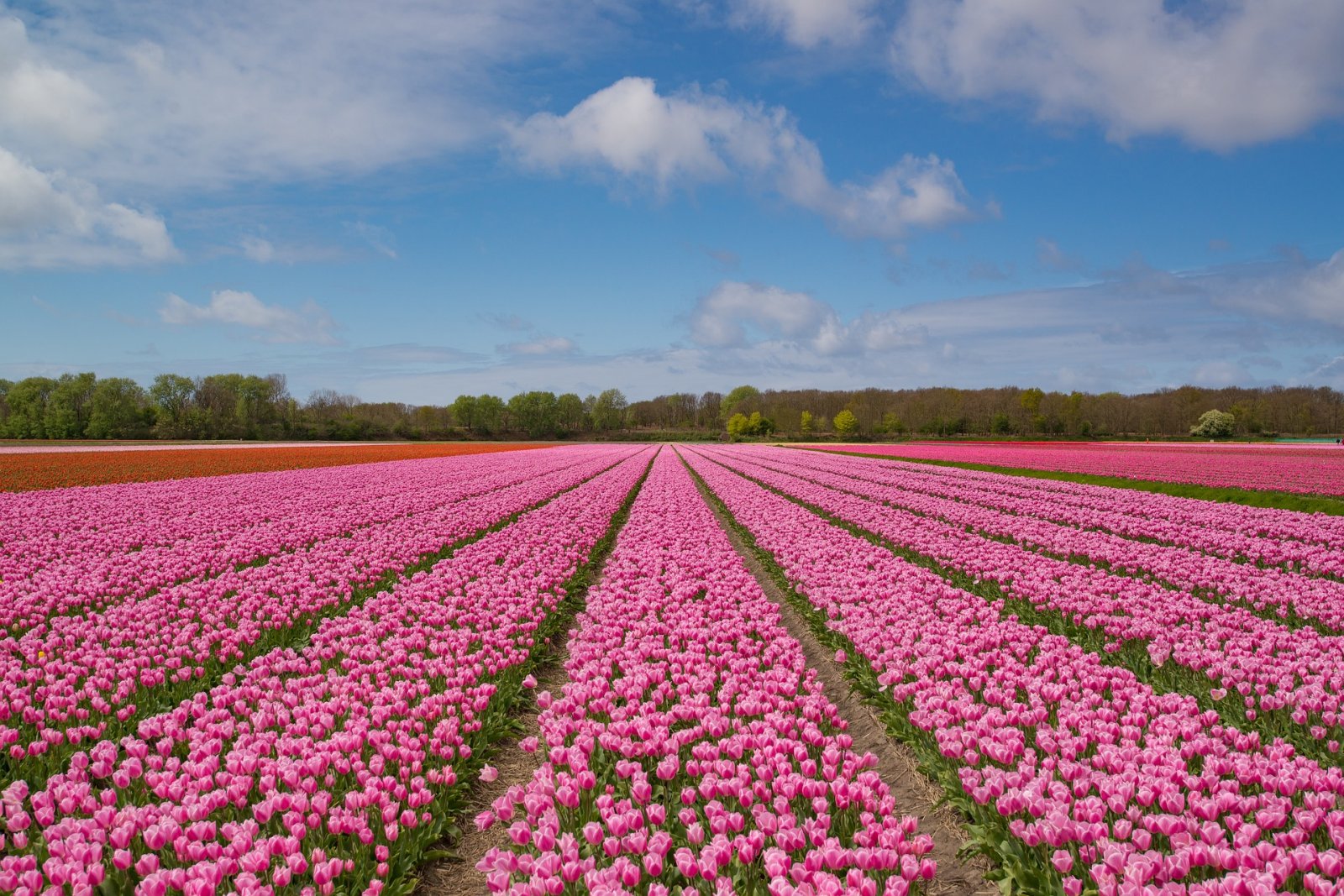 Visitez les Pays-Bas pendant la saison des tulipes - Holland.com