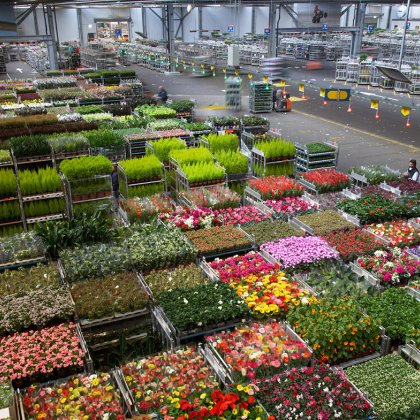 Royal FloraHolland, Naaldwijk