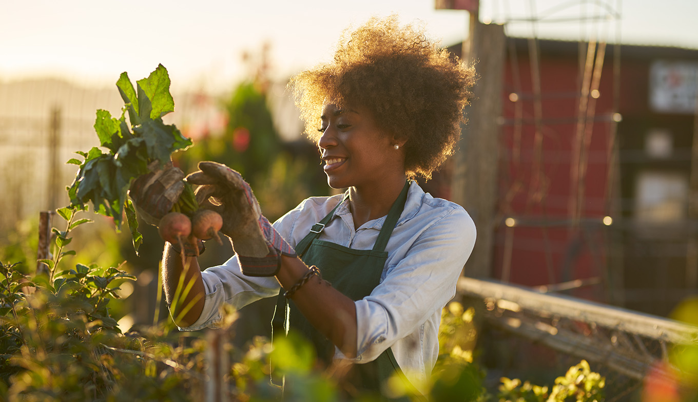 Afro lady inspects beet community urban garden