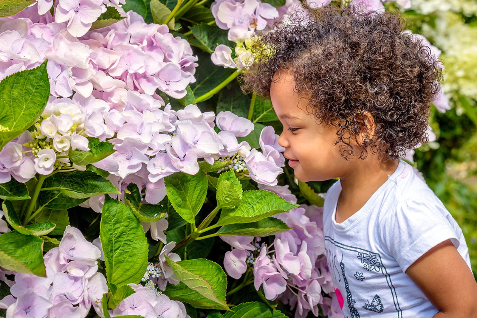 Toddler girl smells hydrangea flowers
