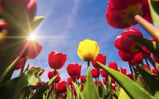 tulips and flower bulbs in the netherlands holland com