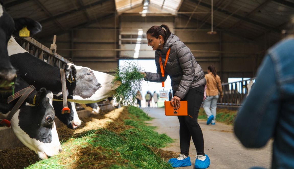 A participant of the IFCN Dairy Congress during one of the field excursions, visiting a sustainable Frisian cow farm