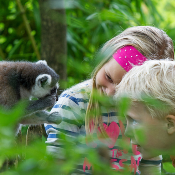 Apenheul Kids ring-tailed lemur