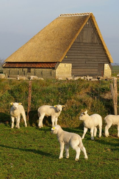 Little lams on a farm on Texel