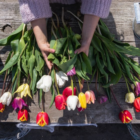 Lady picks plucked tulips