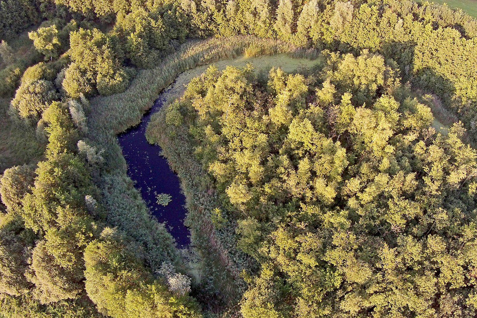 Pingo Noardburgum Friesland