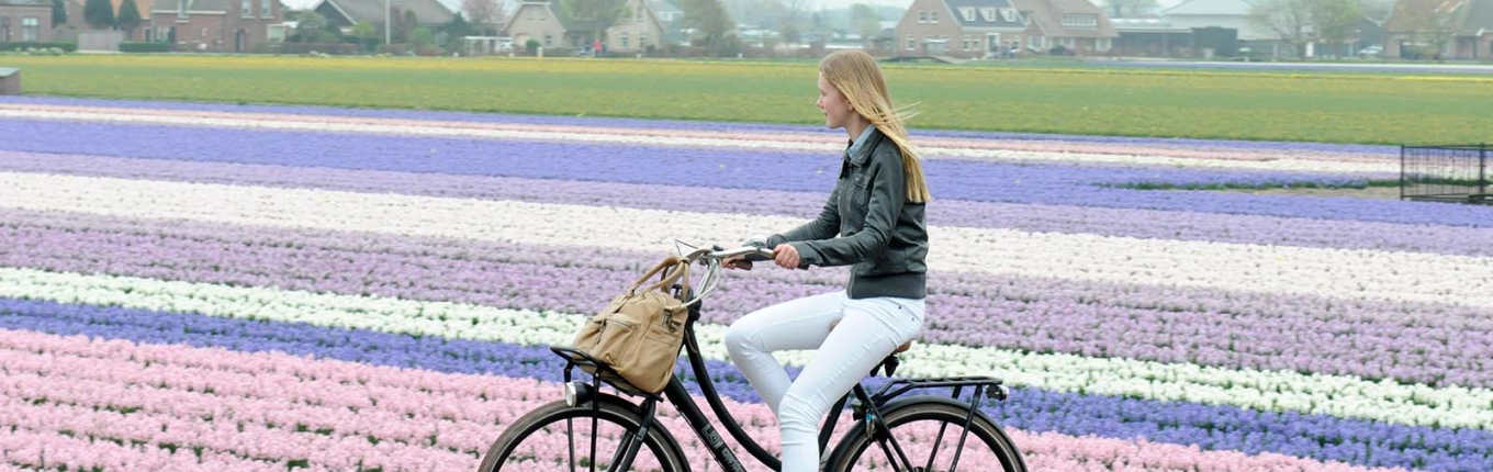 Cyclist along flower fields in Lisse Cyclist along flower fields in Lisse