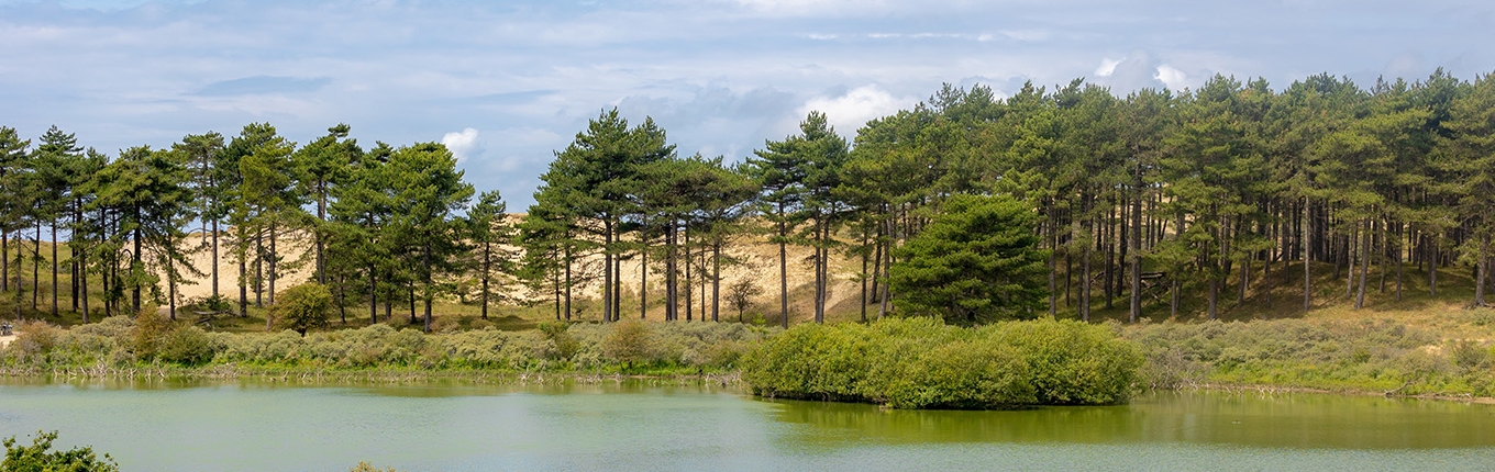 View of Vogelmeer and the pine forest in Zuid-Kennemerland National Park