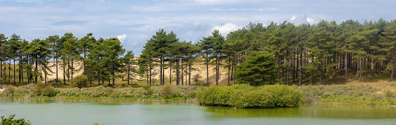 View of Vogelmeer and the pine forest in Zuid-Kennemerland National Park View of Vogelmeer and the pine forest in Zuid-Kennemerland National Park