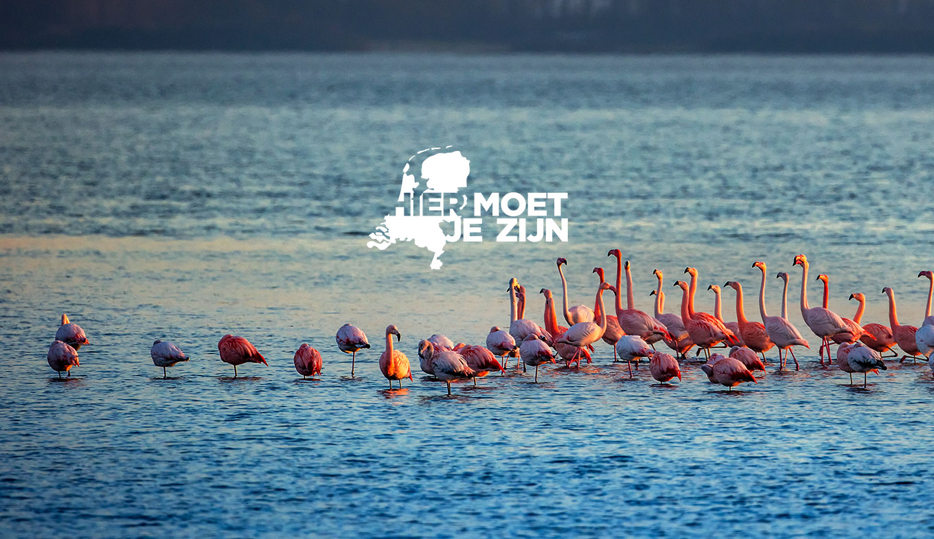 Zijn deze flamingo’s echt in Nederland te zien? Jazeker! Een van de onverwachte kanten van ons mooie landje. Ga ze ontmoeten bij het Grevelingenmeer, op de grens van Zuid-Holland en Zeeland.