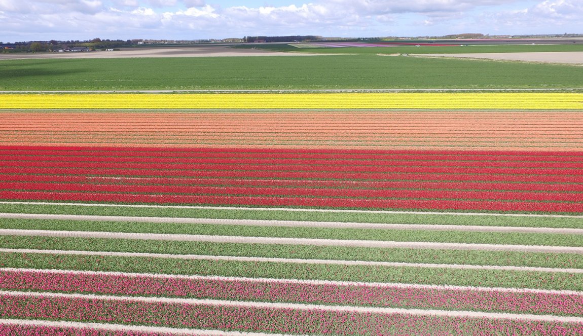 Flower fields multi colour tulips