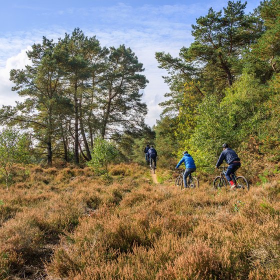 Mountain biking in the Veluwe near the Gortelse Heide