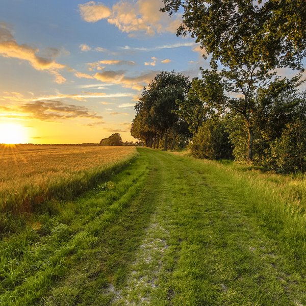 Dutch landscape with wheat field during sunrise