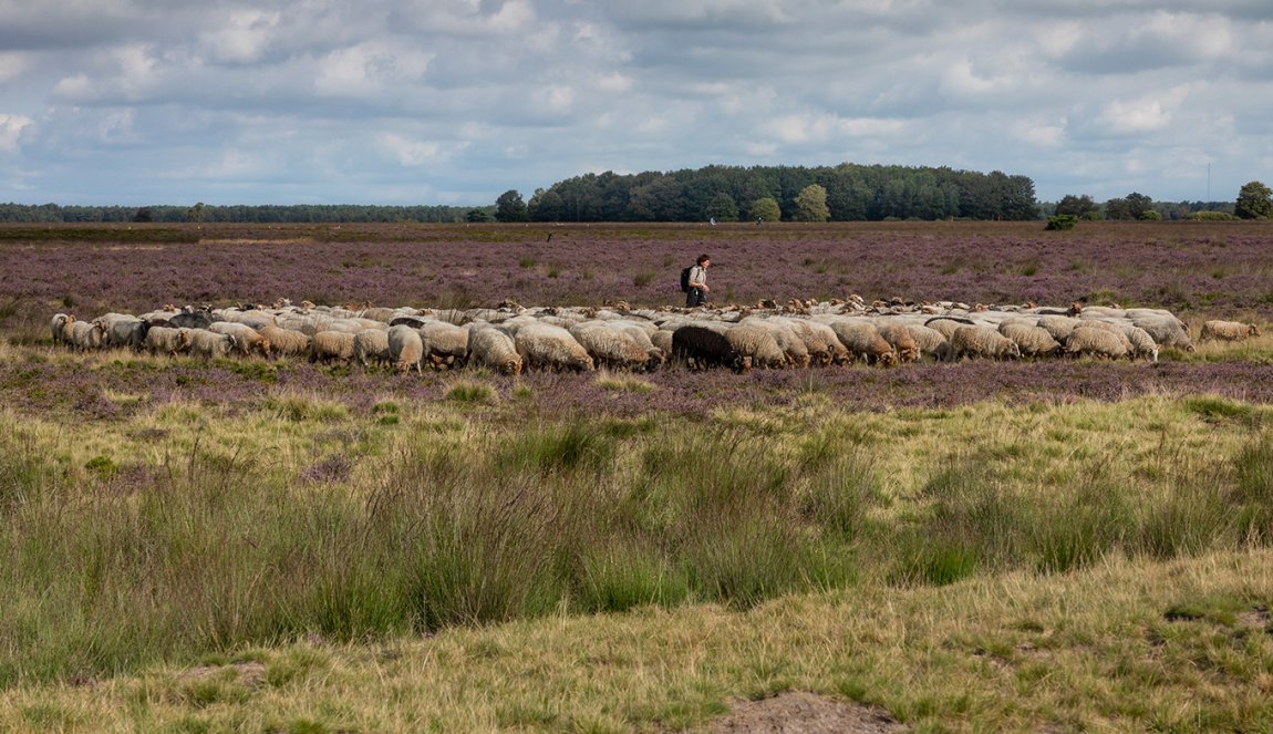 Shepherd with a a herd of sheep in National Park Dwingelderveld