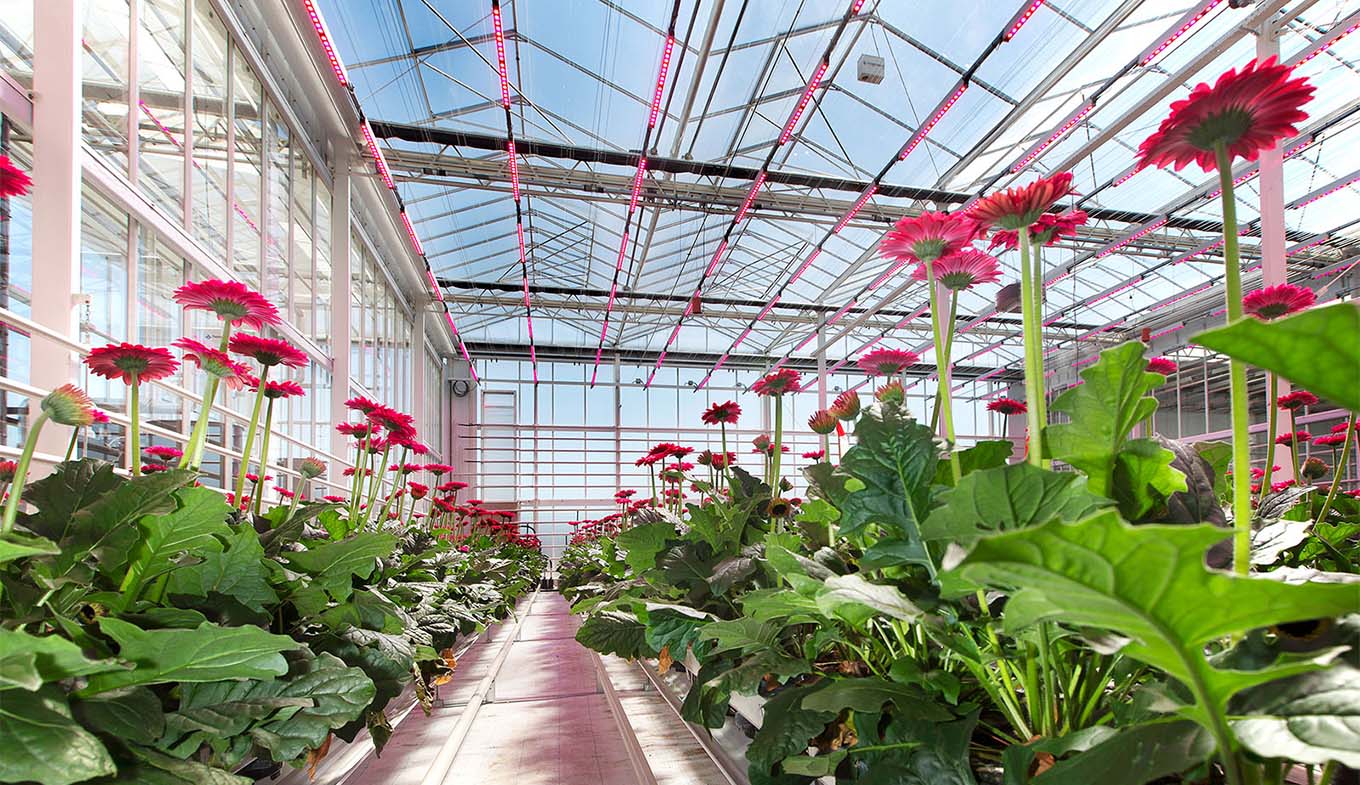 Flowers Discover the most beautiful flower spots in the Netherlands