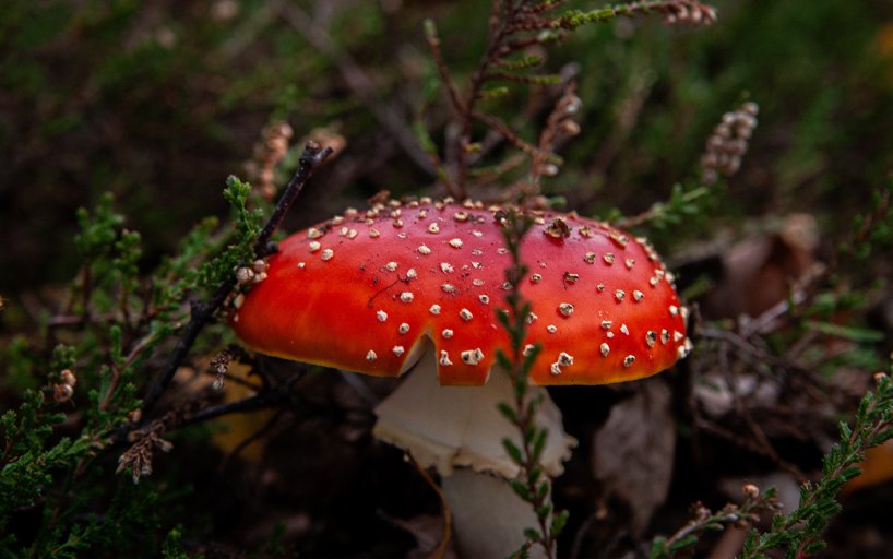 Haaksbergen mushroom in the heather