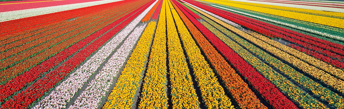 Flower fields between city Lisse and Sassenheim Flower fields between city Lisse and Sassenheim
