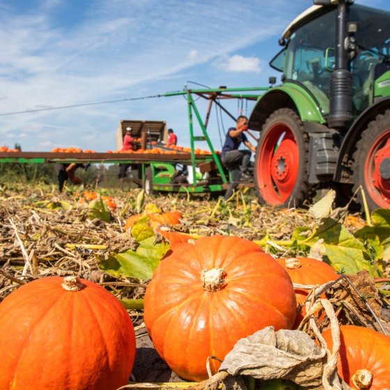 Limburg pumpkins in the field