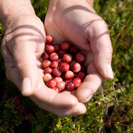 Cranberries in the palms of two hands
