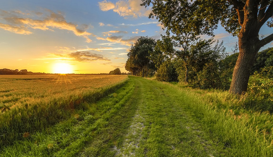 Dutch landscape with wheat field during sunrise Dutch landscape with wheat field during sunrise
