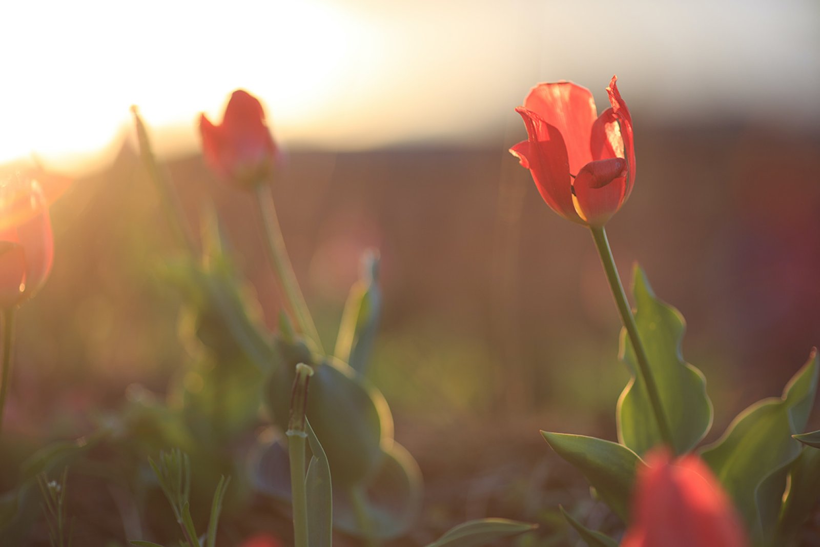 Detail red tulip with backlight from the sun