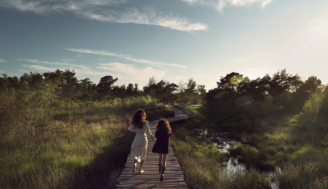 National Park De Groote Peel, wetlands in northern Limburg 