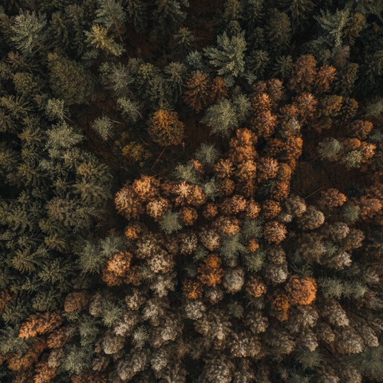 Drone shot Drents forest