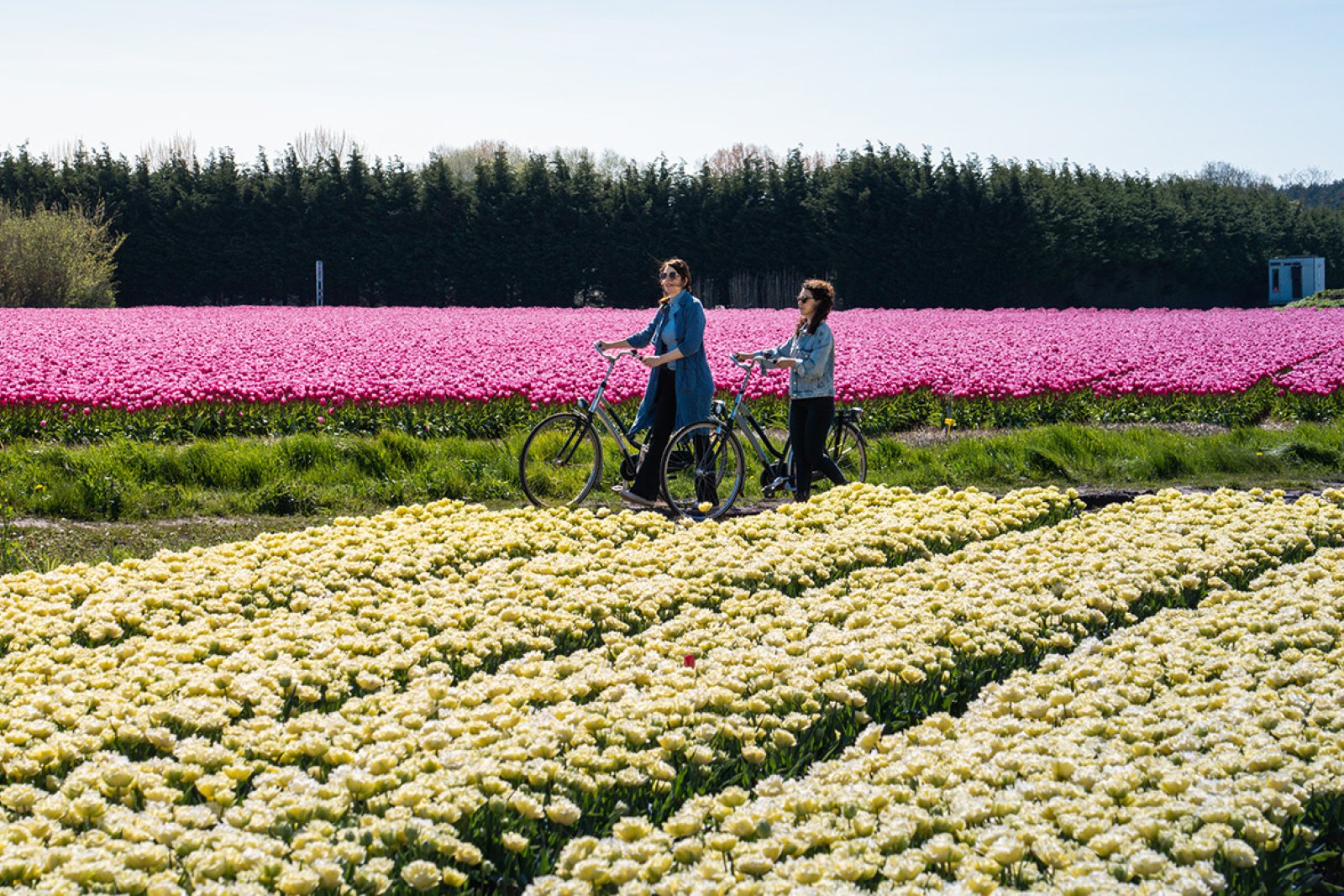 Walking by bike along the tulip fields