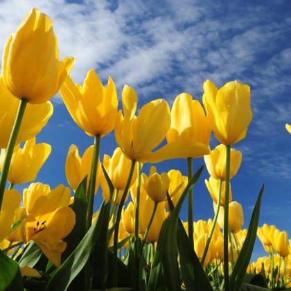 Yellow tulips blue sky