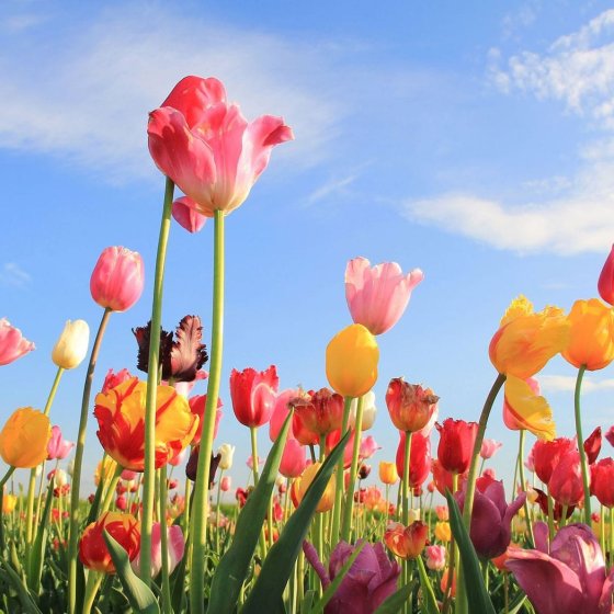 Coloured tulips in bloom with blue sky