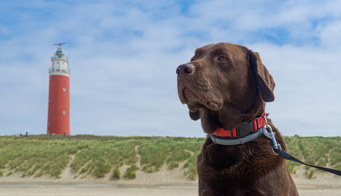 Dog sits in front of lighthouse Texel Dog sits in front of lighthouse Texel