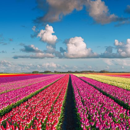Colorful tulip field 