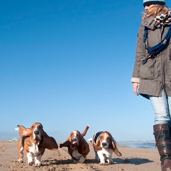 Woman walking on the beach with 3 dogs