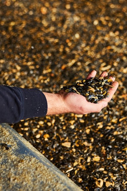Hand in pumpkin seeds on conveyor belt Gelderland