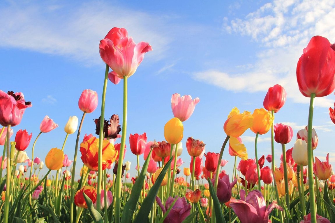 Coloured tulips in bloom with blue sky