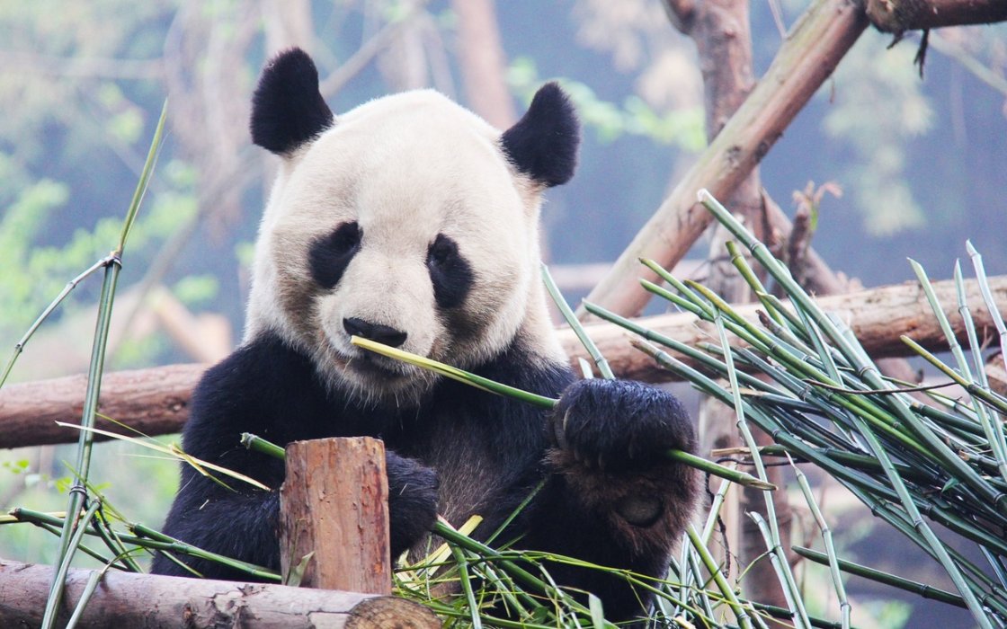 Giant panda eats bamboo at the zoo